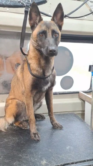 Instagram post from hundemobil_schiller. This post is in position 9.