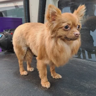 Instagram post from hundemobil_schiller. This post is in position 10.