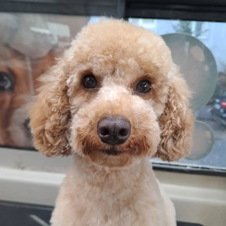 Instagram post from hundemobil_schiller. This post is in position 3.