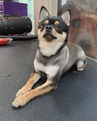 Instagram post from hundemobil_schiller. This post is in position 7.