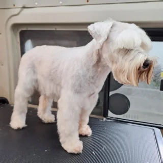 Instagram post from hundemobil_schiller. This post is in position 3.