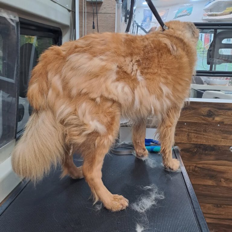 Instagram post from hundemobil_schiller. This post is in position 2.