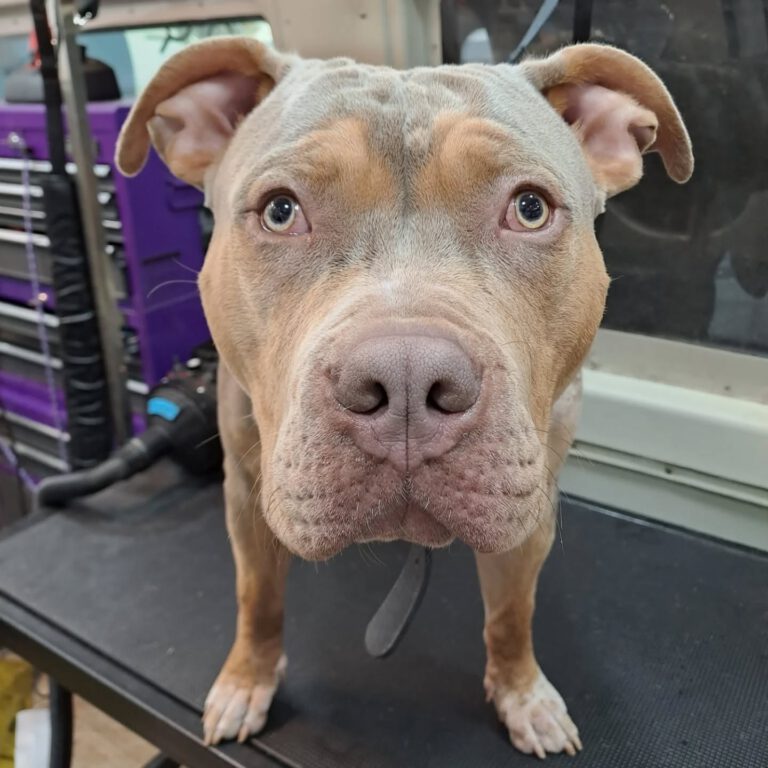 Instagram post from hundemobil_schiller. This post is in position 1.